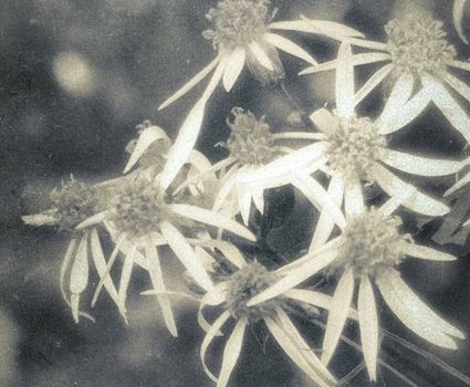 ALBUM REVIEW - CHAINLACING: MESSUAGE